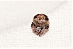 Araneus rotundulus