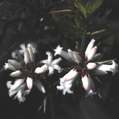 Acrothamnus melaleucoides