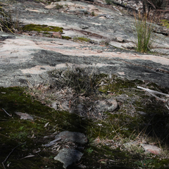 Acrothamnus melaleucoides