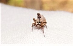 Philoponella variabilis