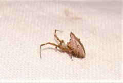 Philoponella variabilis