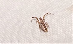 Philoponella variabilis