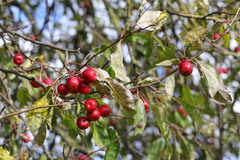 Malus × robusta