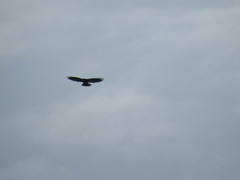 Buteo buteo