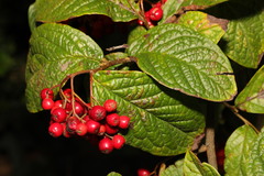 Cotoneaster rehderi