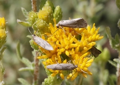 Cisthene liberomacula