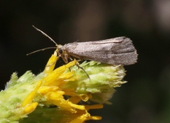 Cisthene liberomacula