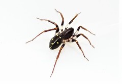 Pentasteron simplex
