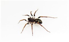 Pentasteron simplex