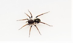 Pentasteron simplex