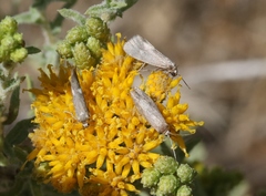 Cisthene liberomacula