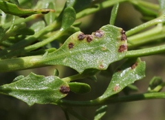 Aceria baccharipha