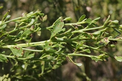Aceria baccharipha