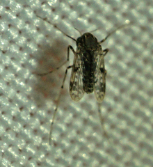 Psectrotanypus dyari