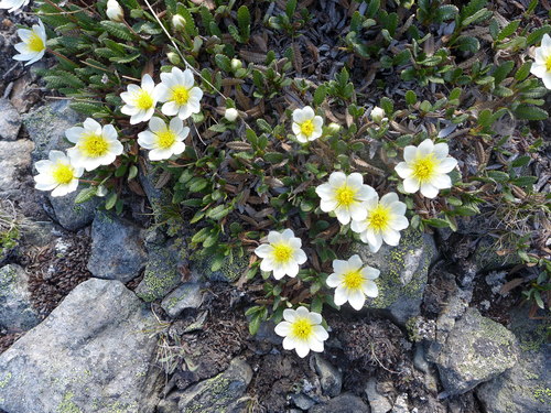 Eight-petal Mountain-Avens