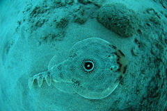Diplobatis ommata