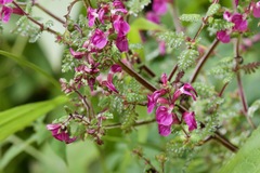 Pedicularis gracilis