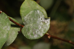 Erysiphe symphoricarpi