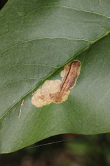 Gracillaria syringella