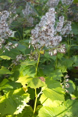 Parasenecio kamtschaticus