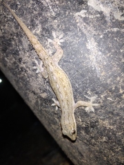 Hemidactylus