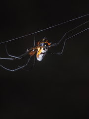 Leucauge fastigata