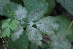 Erysiphe macleayae