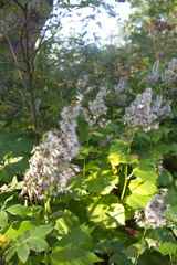 Parasenecio kamtschaticus