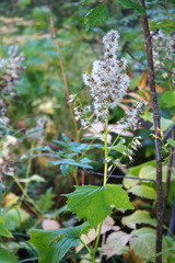 Parasenecio kamtschaticus