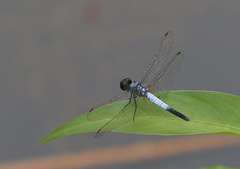 Brachydiplax farinosa