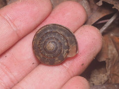 Dyakiidae