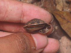 Dyakiidae