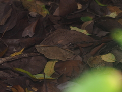 Entomogramma fautrix