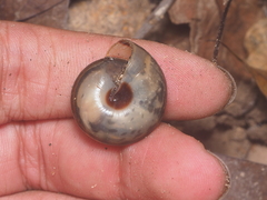 Dyakiidae