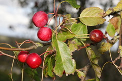 Malus × robusta