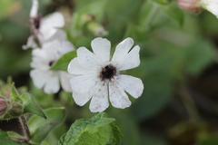 Microbotryum lychnidis-dioicae