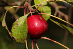 Malus × robusta