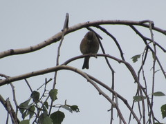 Fringilla coelebs