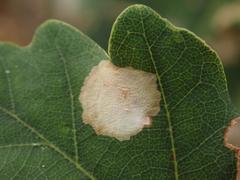 Tischeria ekebladella