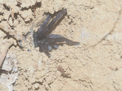 Selenocosmiinae