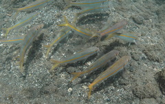 Mulloidichthys dentatus