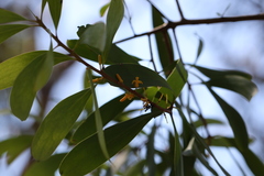Persoonia levis