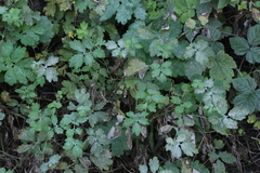 Erysiphe macleayae