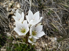 Gentianella muelleriana