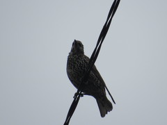 Sturnus vulgaris