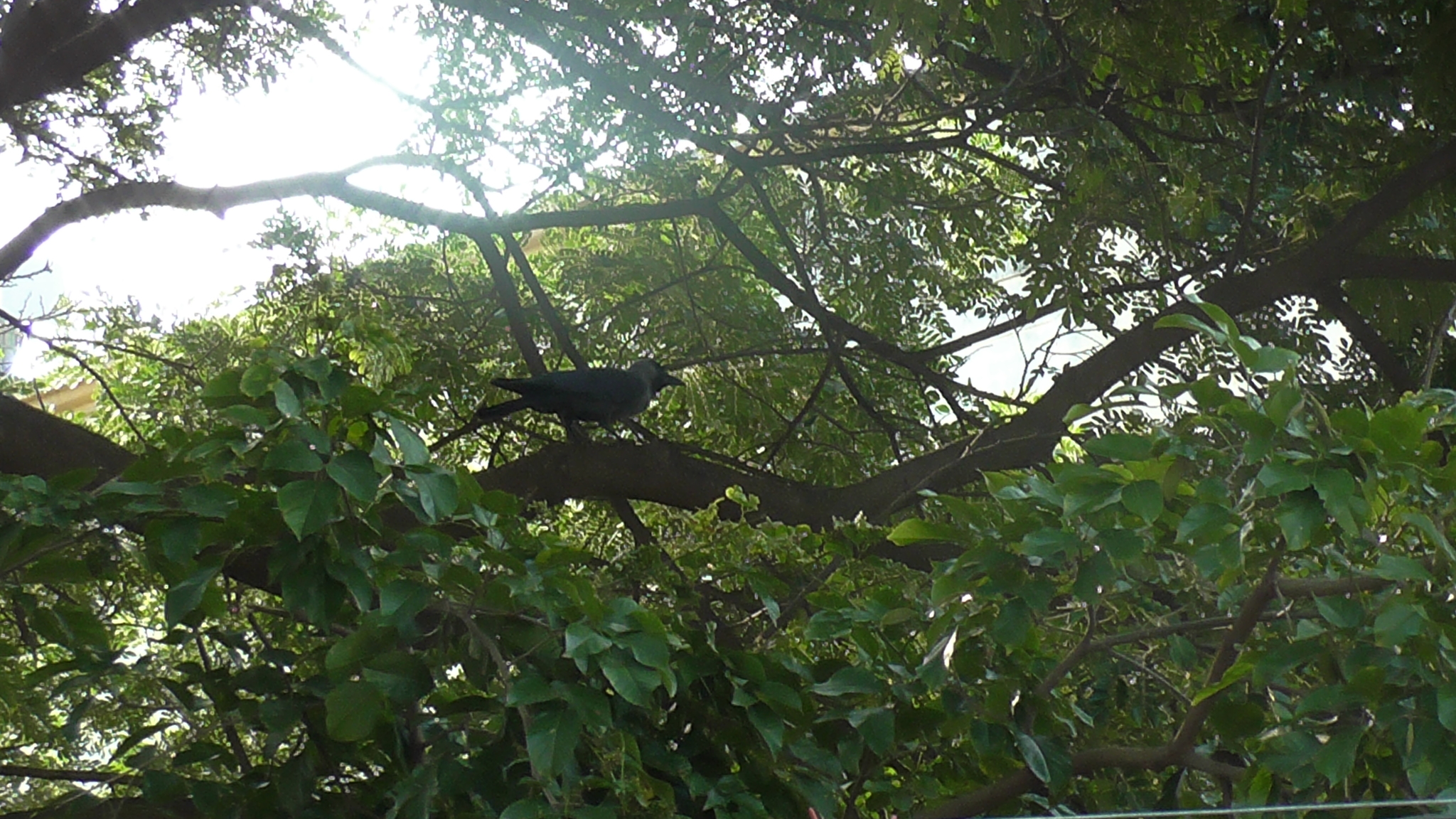 House Crow