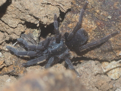 Selenocosmiinae