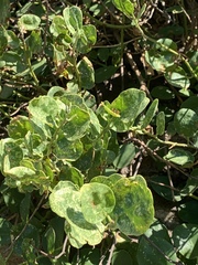 Capparis orientalis