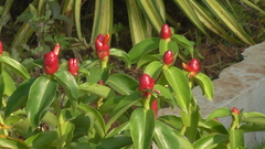 Costus woodsonii