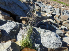 Festuca brachyphylla